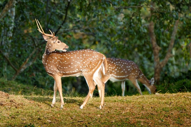 Thekkady