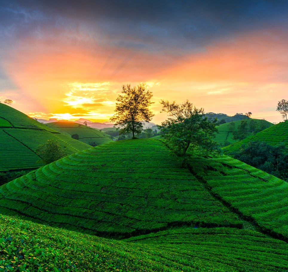 Scenic view of sunset over Long Coc Tea Hill in agricultural field during harvest on countryside at Phu Tho, Vietnam