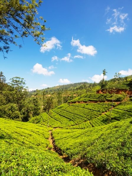 Tea plantation